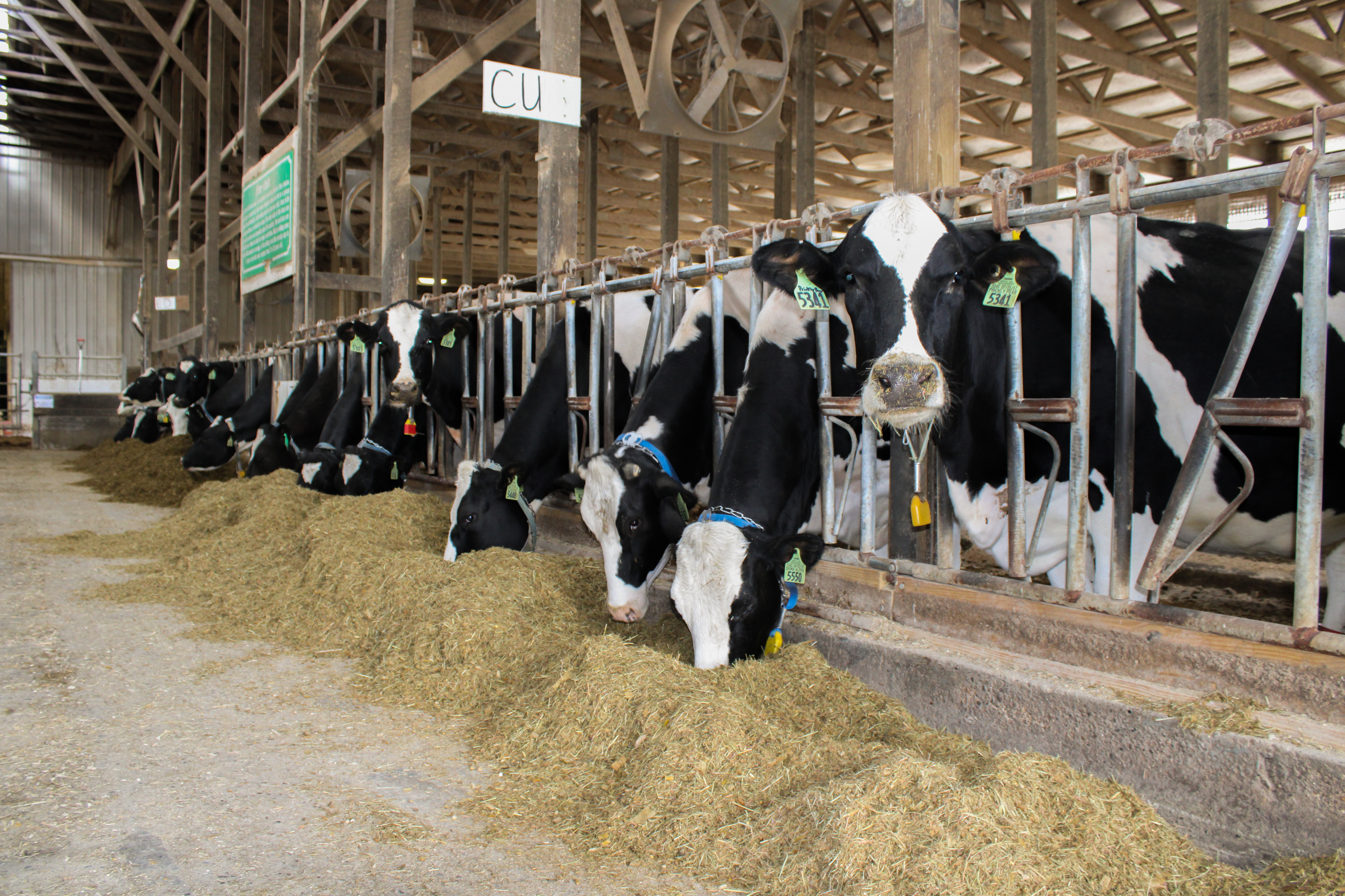 Cows standing in barn. jpg.jpg